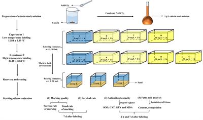 Efficacy of calcein as a chemical marker of Potamocorbula laevis